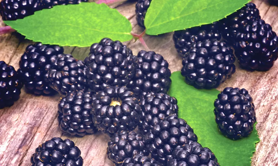 Blackberry Bare Root Plants (Multiple Varieties Available) - Second Medium