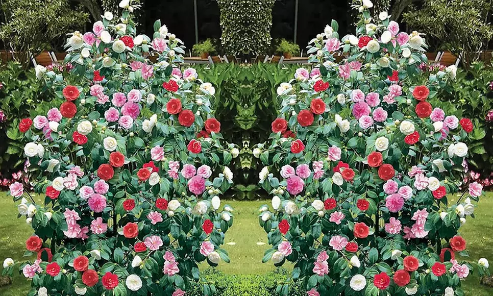 Camellia japonica Pflanzensammlung in weißen, roten und rosa Blüten - Primary Image