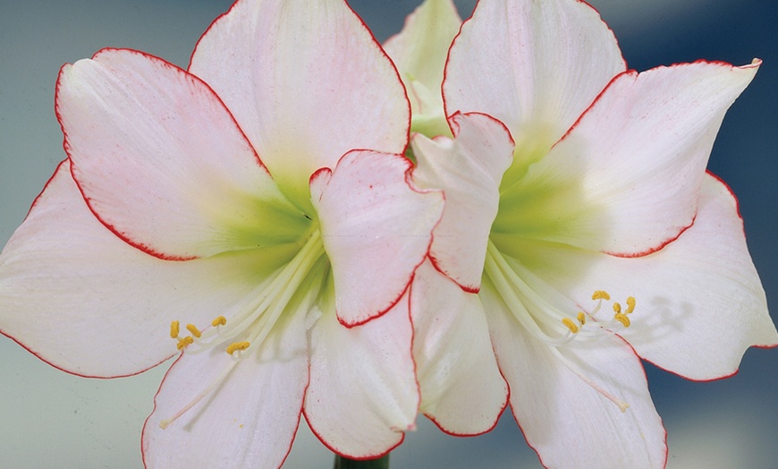 Image 1: Amaryllis Hippeastrum Bulbs 