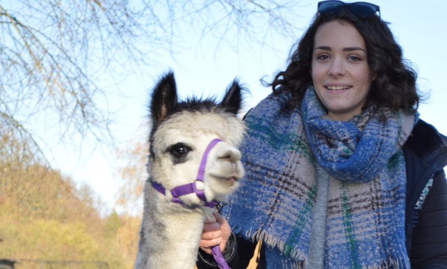 Image 6: Alpaca Experience