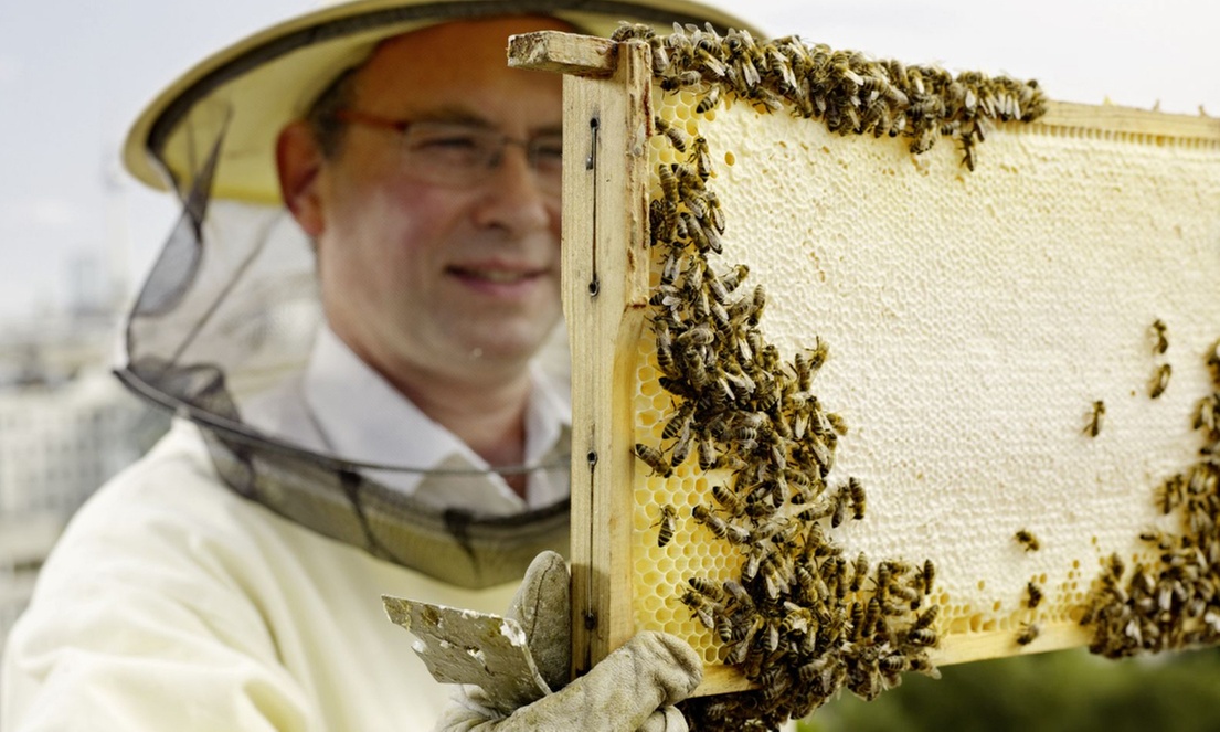 4 Std. Imker-Schnupperkurs inkl. 2 Gläser Bio-Honig für 1-2 Personen