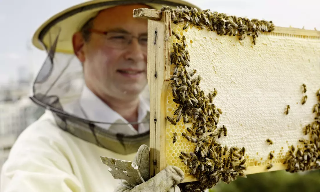 4 Std. Imker-Schnupperkurs inkl. 2 Gläser Bio-Honig für 1-2 Personen