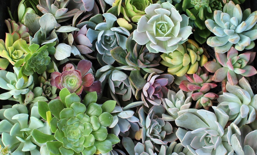 Image 4: Six Mini Succulent Plants