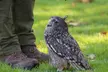 Experience the magic of owls up close with a two-hour session for one at Hawksflight Falconry (Up to77% Off) - Image 3