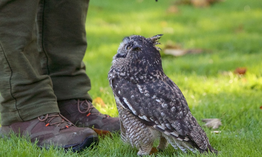 Image 3: Get close to owls with a two-hour experience with Friends & Family 