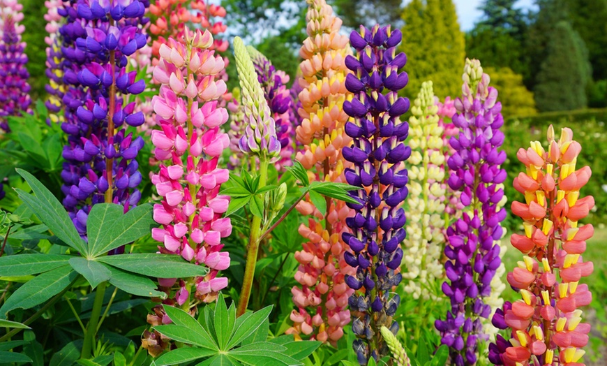 Image 3: Lupin Mixed Collection – 6, 12 or 18 Plants