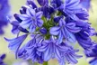 Agapanthus Blue and White Collection - 6 or 12 Plants - Image 5