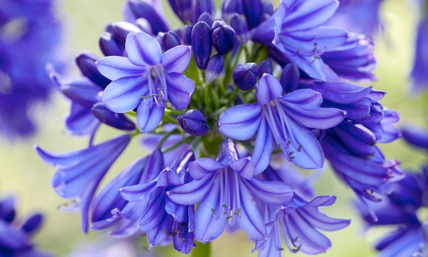 Image 5: Agapanthus Blue and White Collection - 6 or 12 Plants