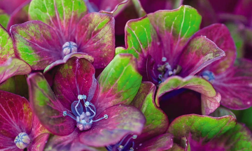 Image 5: Up to Four Hydrangea Macrophylla 'Glam Rock' Hardy Shrubs in 9cm Pots