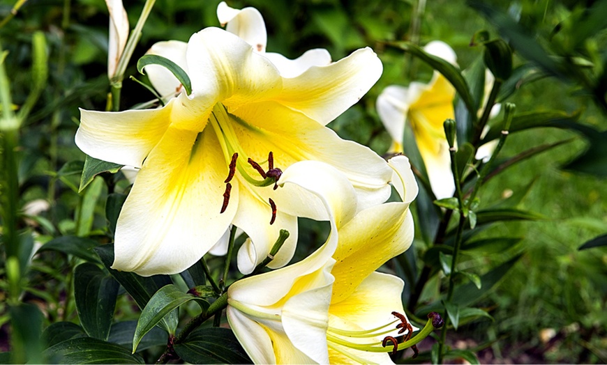 Image 6: Giant Tree Lily Collection Bulbs - 9 or 18 Bulbs