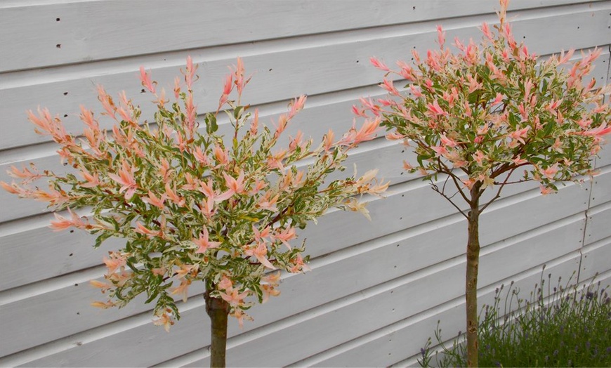 Image 7: Two Salix Flamingo Trees