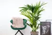 1 ou 2 palmiers Kentia d'intérieur, purificateurs d'air - Image 3