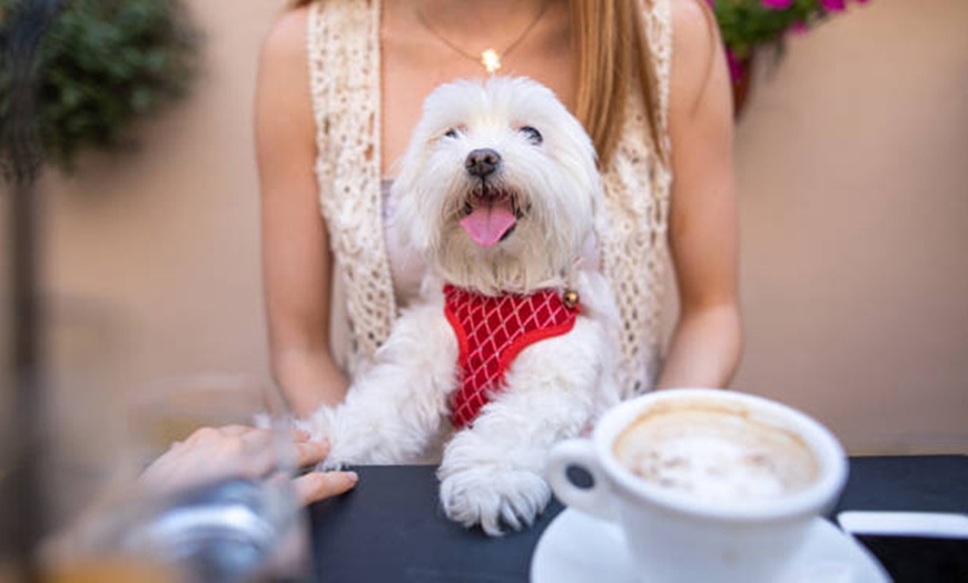 Image 1: Enjoy Dog Cafe Fun With a Drink for Up to Four in Kensington