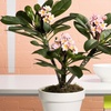 Image 6: 1x oder 2x Plumeria Hawaiien
