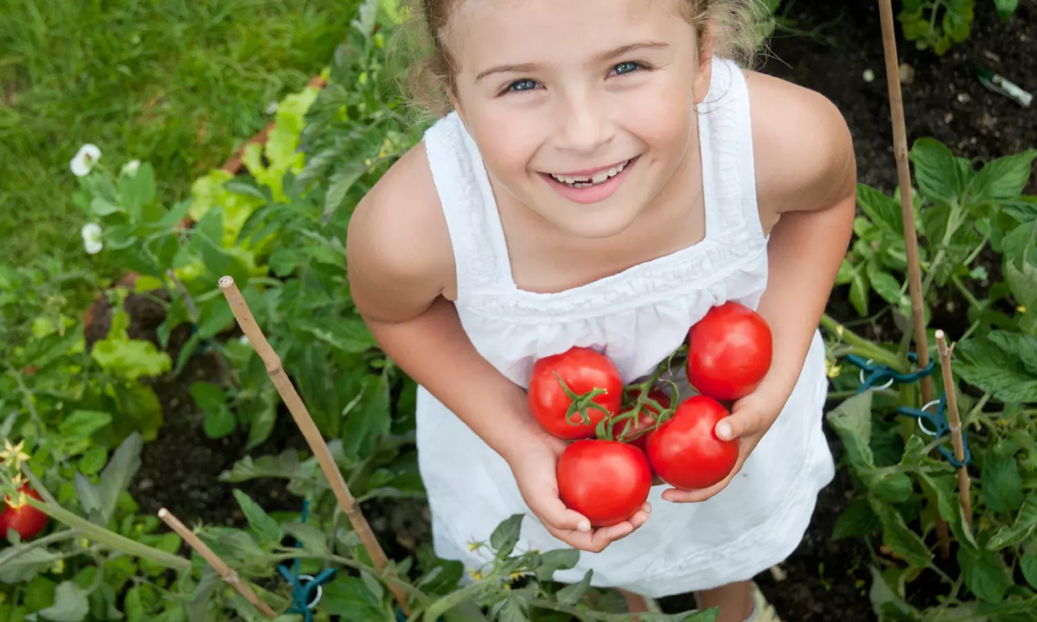 Tomato Rocket Kit Discs (4-Pack)  - Second Medium