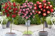 Embalaje elegante XXL Rosas en varios colores - Plantas fáciles de cultivar - Image 5
