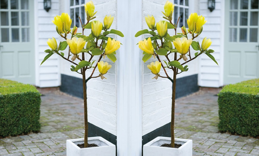 Image 2: Up to Three Magnolia 'Yellow Bird' Standard Tree Plants
