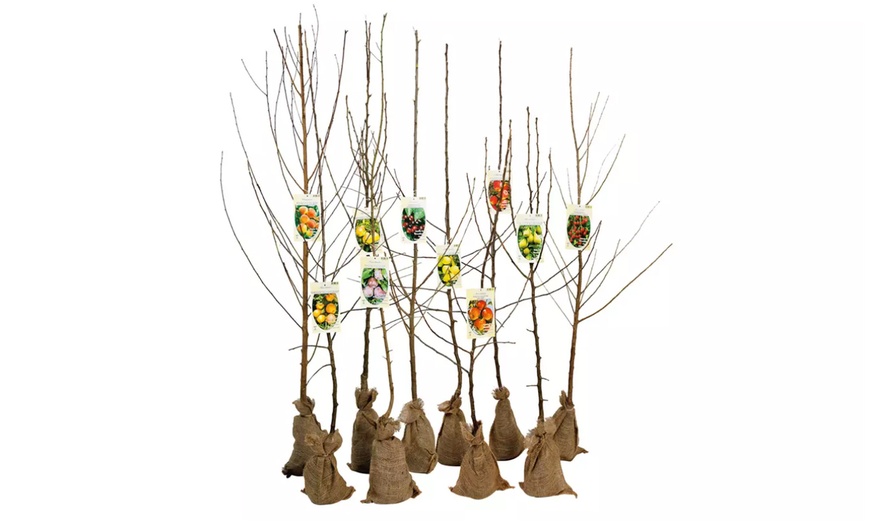 Image 12: Set de 5 arbres fruitiers XXL