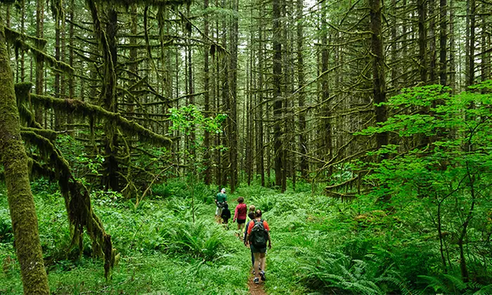 Guided Foraging Tour for One or Two from Forager Foundation (Up to 49% Off) - Primary Image