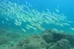 Experience Try Dive, Snorkeling Trip and Boat Trip at Paradise Blue Diving & Snorkeling Club (Up to 47% Off) - Image 7