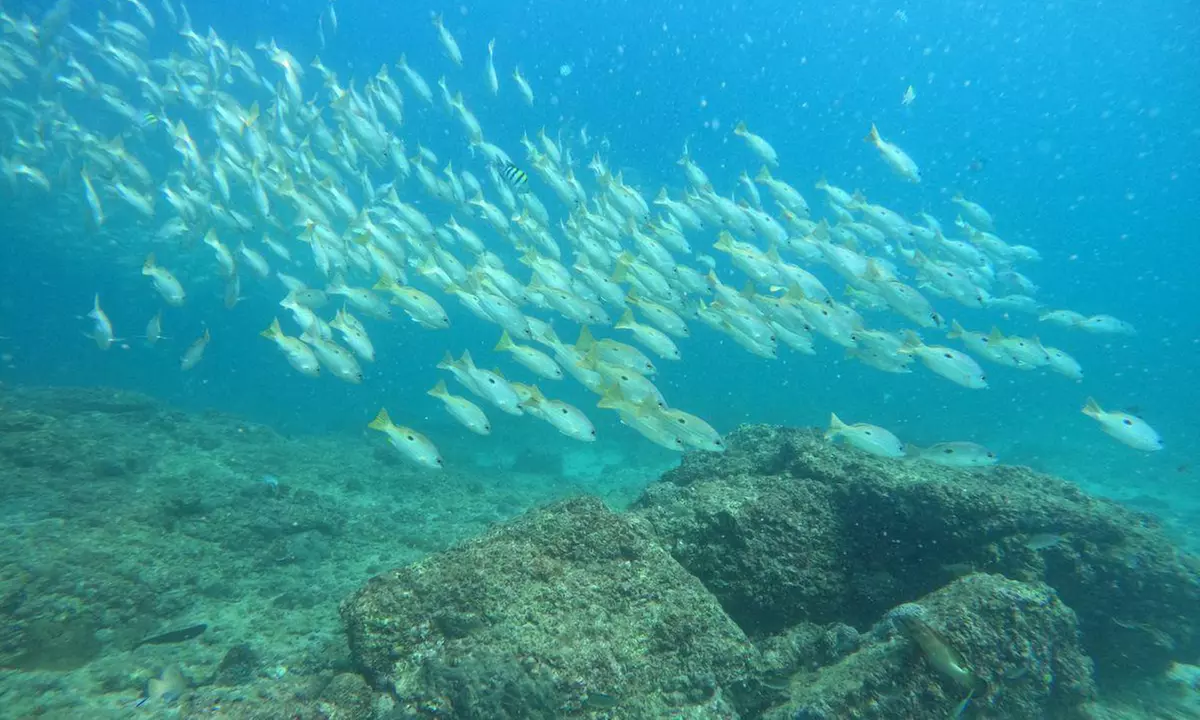 Embark On Adventure: Try Dive, Snorkeling Trip and Boat Trip