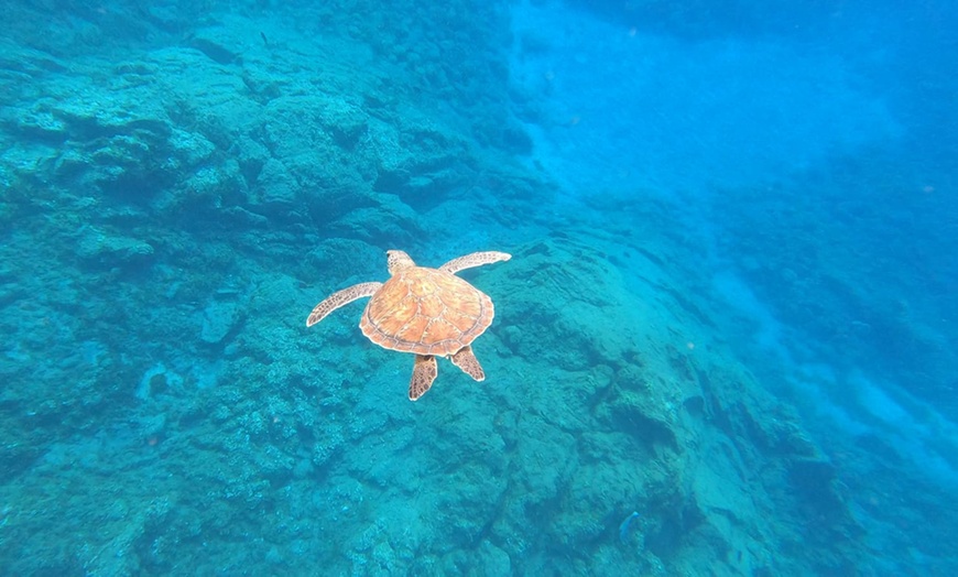 Image 2: Experiencia de snorkel con equipamiento y fotos para 1, 2 o 4 personas