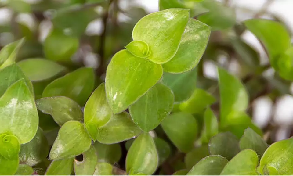 3er- oder 6er-Set haustierfreundliche Zimmerpflanzen inkl. Korb - Second Medium
