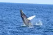 Provincetown Whale Watch for One from Captain John Boats - Up to 31% Off - Second Medium