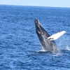 Image 6: Three+ Hours of Scenic Whale Watching at Captain John Boats