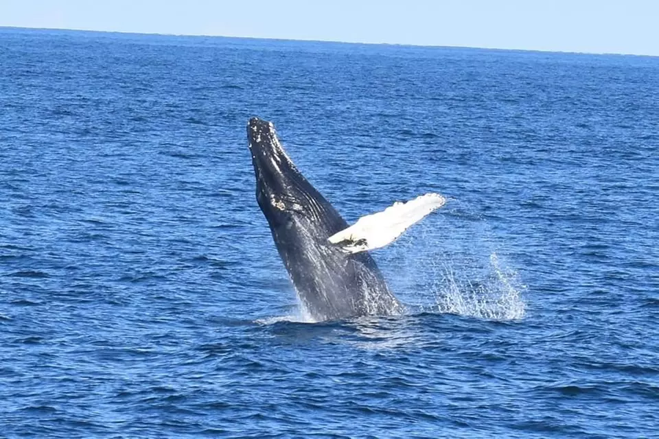 
Whale Watching Adventure in Provincetown – One Ticket