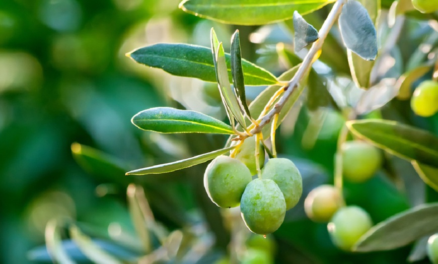 Image 3: 1 ou 2 oliviers, 100-120 cm à la livraison