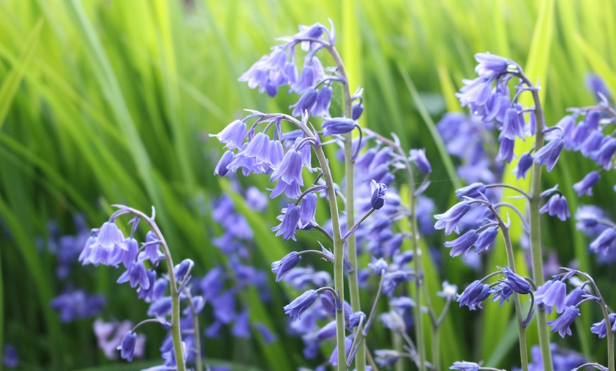 Image 2: 30, 60 or 120 English Bluebell Bulbs