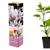 Image 8: Lot de 3 ou 6 Magnolia de la marque 