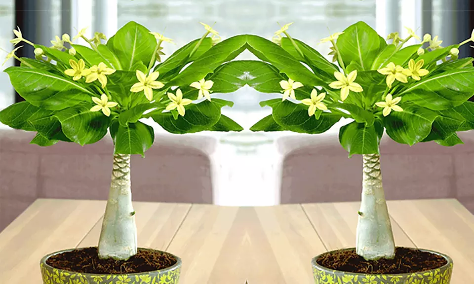 2er-, 4er- oder 6er-Set Zimmerpflanze Hawaii-Palmen - Primary Image