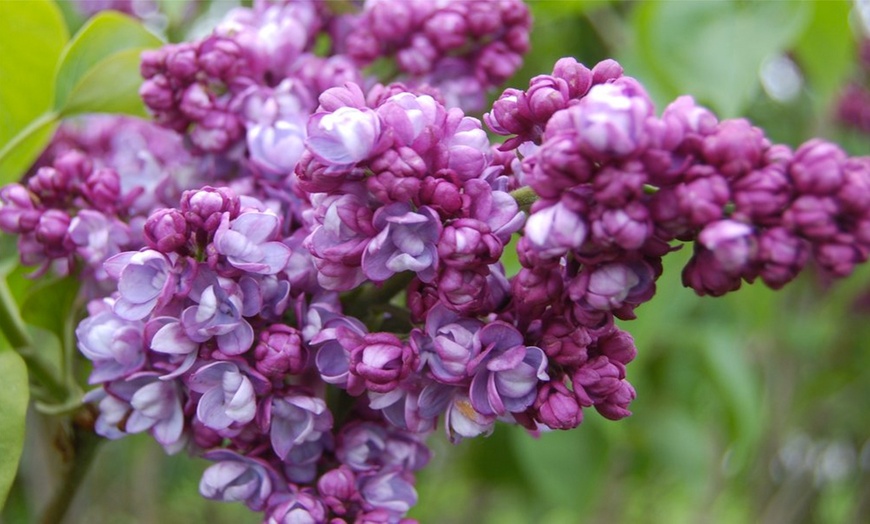 Three Fragrant Purple Lilac Trees | Groupon Goods