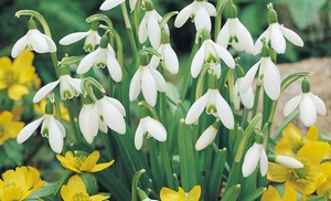 20, 40 or 100 Giant Snowdrop Bulbs