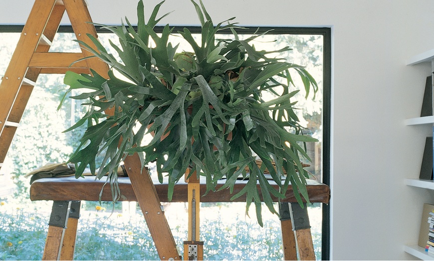 Image 3: 3L Potted Hanging Staghorn Fern