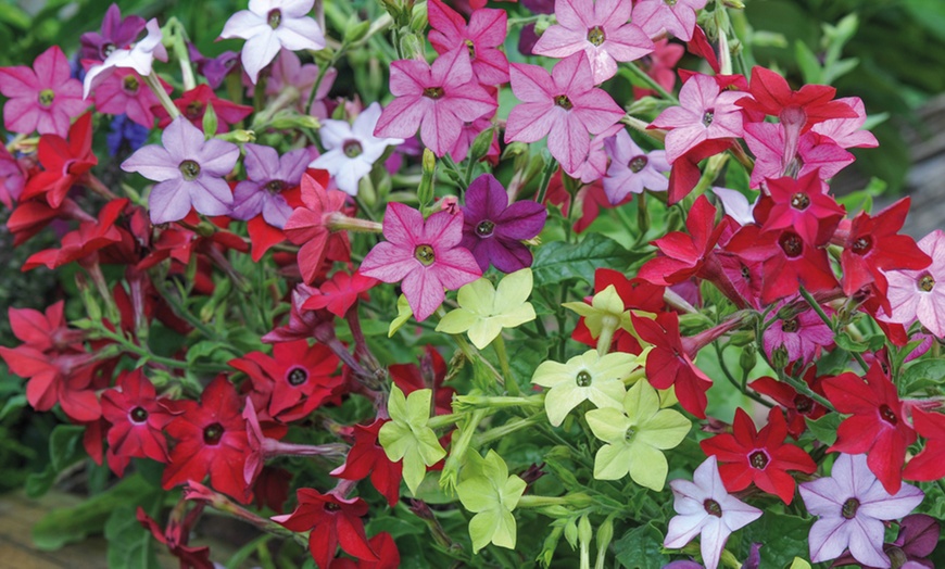 Image 1: 6, 36 or 72 Nicotiana 'Eau de Cologne' Mixed Plug Plants