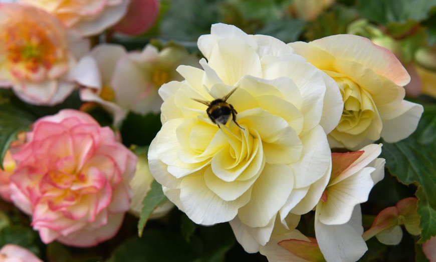 Image 5: Begonia Nonstop Joy Peaches or Sun Dancer Mixed Plug Plant Collections
