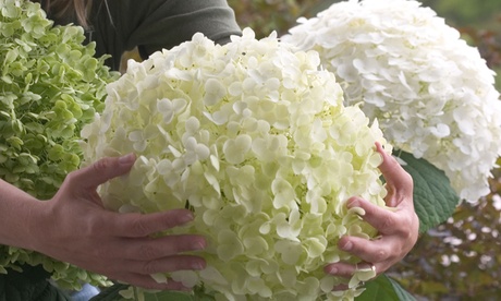 Set di 4 o 8 ortensie