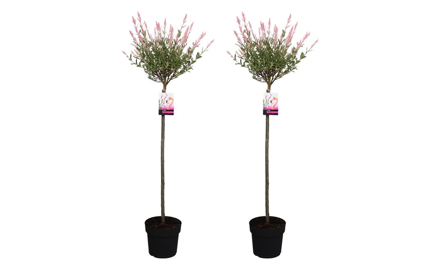 Image 7: Two Rootz Salix Flamingo Potted Plants