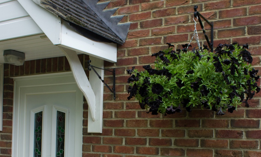 5 or 10 Plants of Petunia 'Back to Black' | Groupon