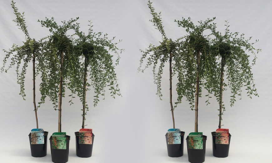 Image 4: Weeping Cotoneaster in 3-Litre Pot