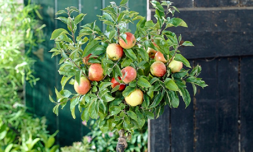 Image 2: Patio Fruit Trees