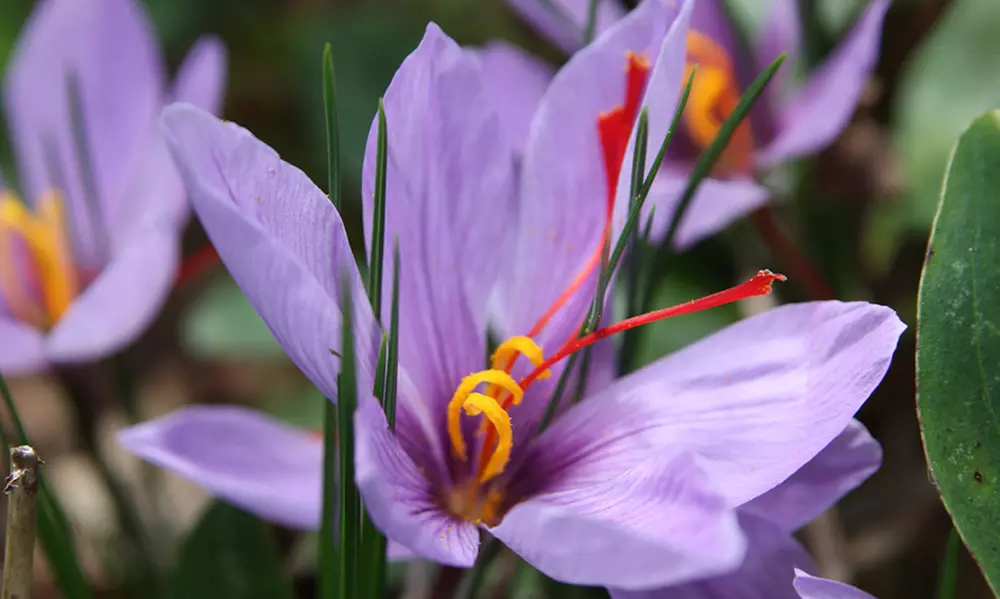 Saffron Crocus Sativus Bulb (15-Pack) - Primary Image