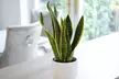 Sansevieria Snake Houseplant - 1 or 2 Potted Plants in 12cm or 19cm pots - Image 2