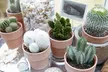 6er- oder 12er-Set Kakteen oder Sukkulenten - Second Medium