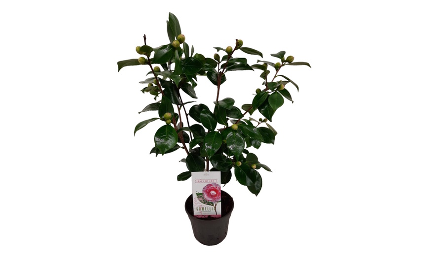 Image 2: 1x oder 2x Japanische Kamelie