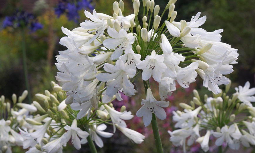 Image 11: Agapanthus Blue and White Collection - 6 or 12 Plants