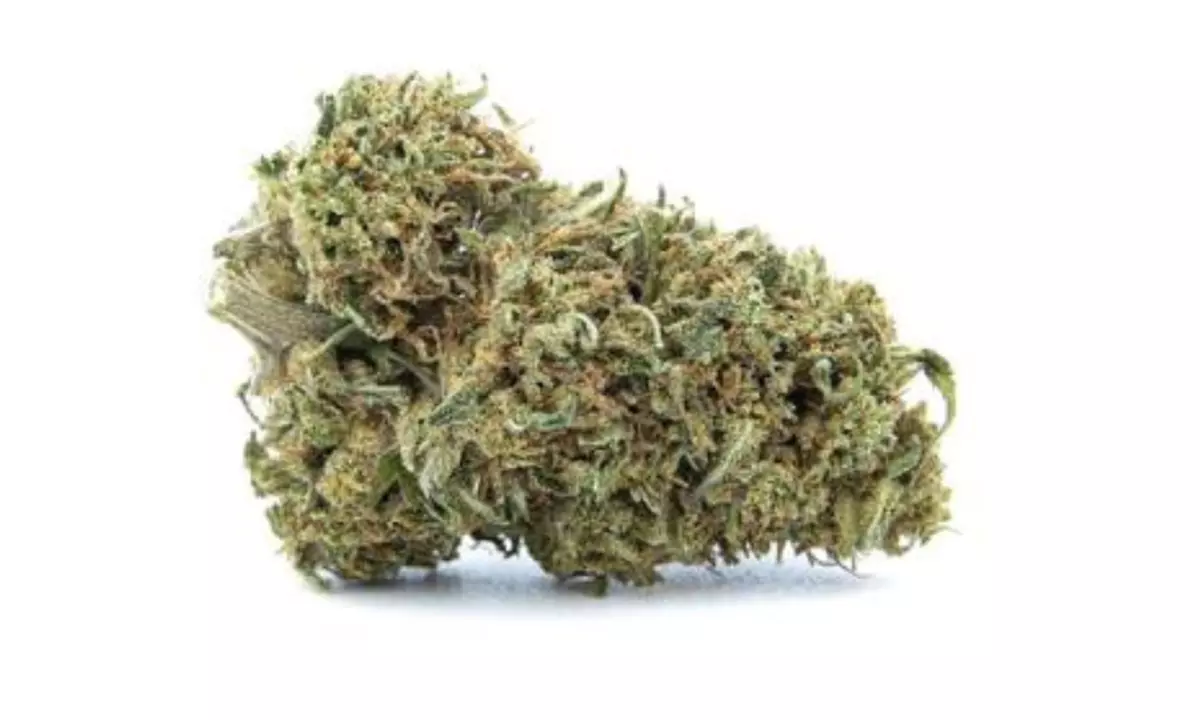 Flores de CBD, Pinneapple Kush de la marca Green Vertus